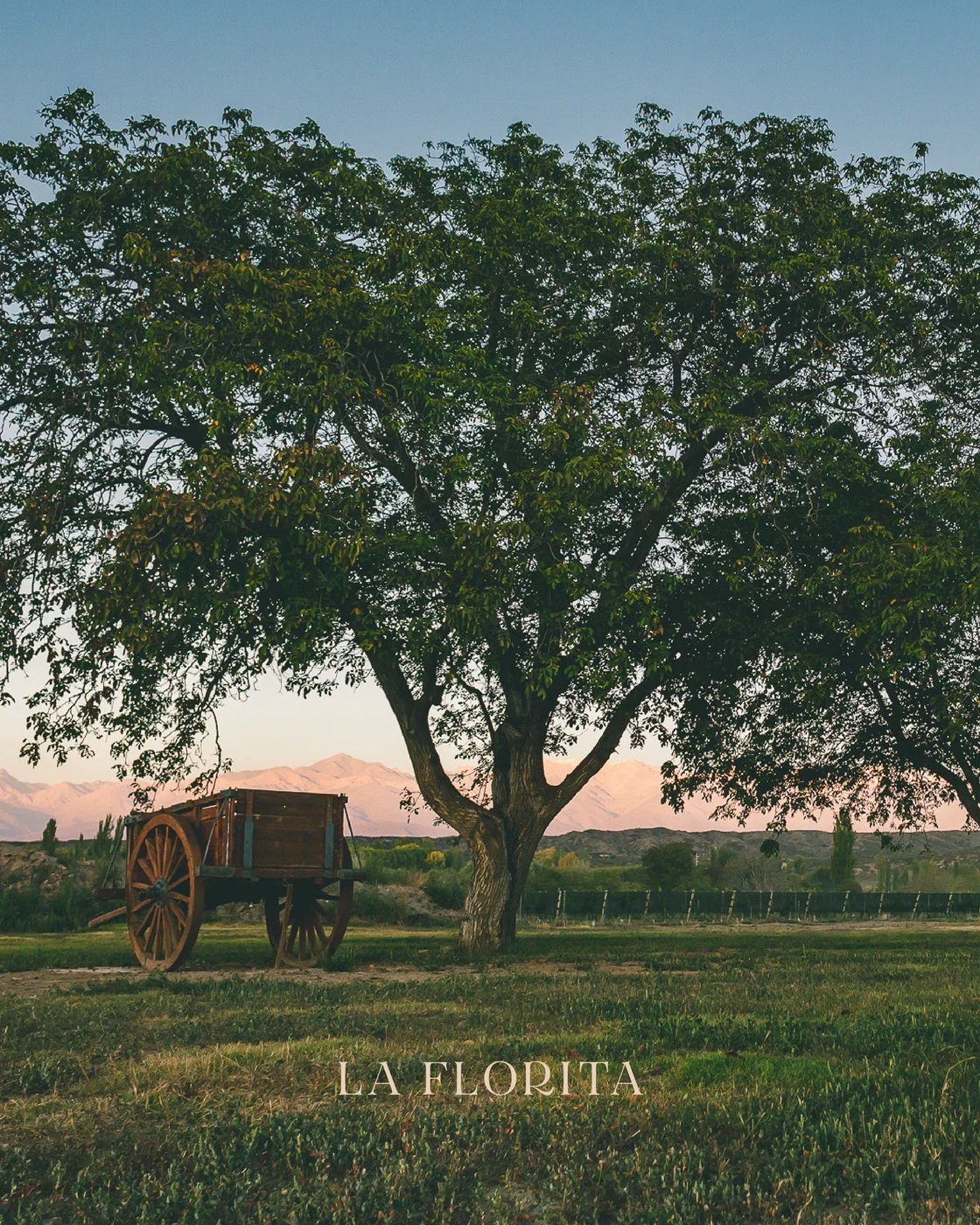Nogales centenarios y viñedos de Finca La Florita