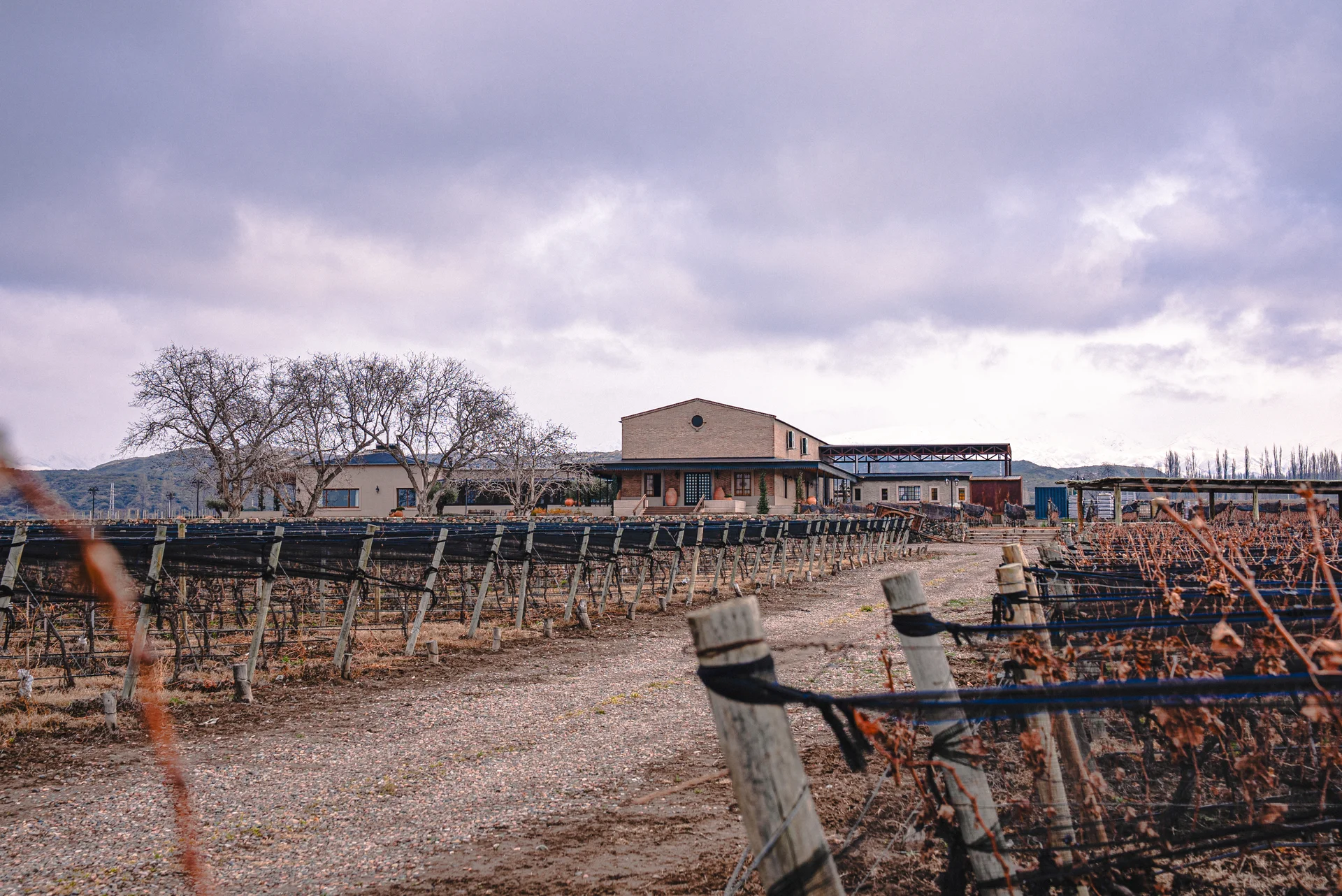 Viñedos de Bodega La Florita al pie de los Andes